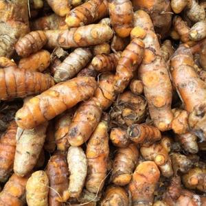 Vente en gros Emballage en vrac Curcuma séché colorant alimentaire assaisonnement poudre de curcumine Illicium Verum traitement brut épices et herbes individuelles - Product Image 1