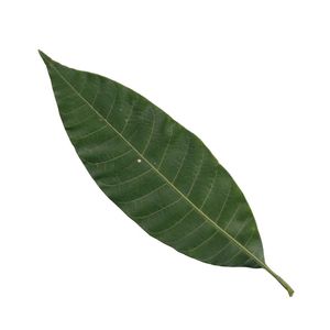 ใบมะม่วงอบแห้งคุณภาพสูง บรรจุภัณฑ์สุญญากาศ รับผลิตแบรนด์และโลโก้ส่วนตัว จากผู้ผลิตขายส่ง - Product Image 1