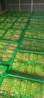 Premium Vietnam Geteelde Idor Longan Rijk Aan Smaak En Aroma Zorgvuldig Geselecteerd Voor Export En Internationale Voedselmarkten