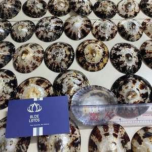 Más Vendido 2026 Copa de Lactancia de Concha de Limpet con Cubierta de Concha Marina Lisa para Protección del Pezón y Recolección de Leche - Product Image 4