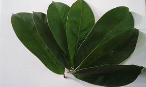 Feuilles de corossol séchées (feuilles de Graviola) – Thé aux herbes naturel |   Fournisseur d'exportation premium du Vietnam // M. Tom - Product Image 3