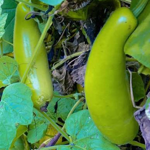 Quality Bottle Gourd <b>Fresh</b> Farm Harvest Healthy <b>Vegetable</b> Natural Cooking Ingredient Healthy Food Wholesale Bulk Supply <b>Fresh</b> - Product Image 3