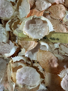 Producto Popular: Carapace de Cangrejo Limpia y Seca, Lista para Rellenar, Pulida y con Bajo Olor - Product Image 5