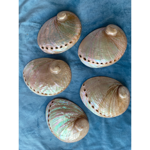 Coquille d'ormeau naturelle premium écologique et irisée pour la fumigation, la combustion d'encens et la présentation décorative - Product Image 1