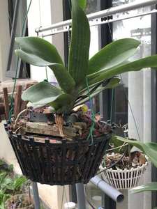 Premium Country Style Home Garden Black PP <b>Plastic</b> Orchid Flower Pot 250x165 Customized Logo Outdoor Folin Brand GL-A25 Best - Product Image 5