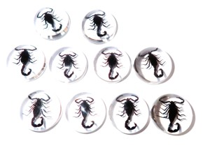 Cabujón de Plástico con Espécimen Real de Escorpión Negro, Redondo, 25x25 mm, Base Plana Transparente, para Manualidades y Joyería - Product Image 1