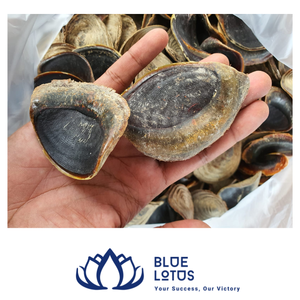 [BEST SELLER] Blue Lotus Farm Dried Murex Operculum Seashell Raw Material for Perfume Extract Incense Fragrance Wholesale Supply - Product Image 1