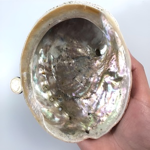 Cheap price <b>abalone</b> <b>shell</b> wholesale sea <b>shells</b> for coastal decoration natural raw seashell - Product Image 6