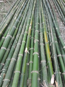Eco Friendly <b>Raw</b> <b>Bamboo</b> Pole Natural Plant Support Stick for Agriculture and Horticulture Projects - Product Image 5