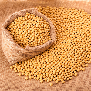 PREMIUM <b>SOYBEANS</b> | VIETNAM ORIGIN | EXPORT GRADE/ MS. ALINA - Product Image 2