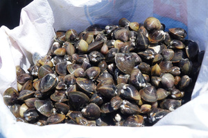 Carne de Almeja Bebé Vietnamita Premium, Cocida y Lista para Comer, Ideal para Salteados, Sopas, Papillas y Arroz - 1 kg, Envasada al Vacío y Congelada - Product Image 6