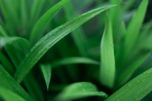 น้ำเชื่อมใบแป้งสาลีเข้มข้นสำหรับชานมไข่มุกหรือเครื่องดื่ม ยอดขายอันดับหนึ่ง - Product Image 3