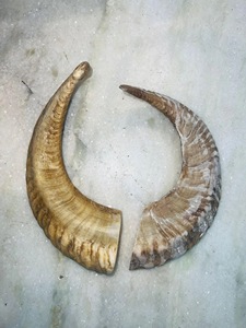 Véritables cornes de brebis naturelles polies pour la décoration et l'artisanat, haute qualité - Product Image 5