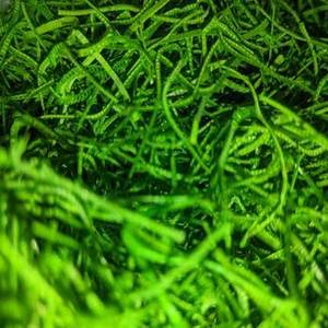Nueva Temporada de Polvo de Espirulina India para Compradores Globales que Buscan Ingredientes Superalimentos a Base de Plantas en Grandes Cantidades - Product Image 6