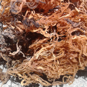 Eucheuma Cottonii Seca de Vietnam - Materia Prima de Carragenano |   Marca Kim Minh - Product Image 2