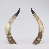 Cornes de buffle naturelles, forme naturelle, décoration d'intérieur, artisanat animalier