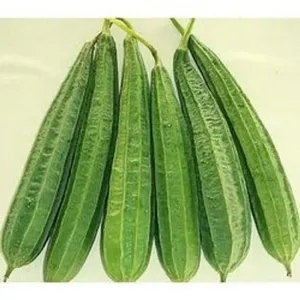 Cradle of Life Ridge Guard Seeds for Farming-High-Yield Green Vegetables Seeds - Product Image 4