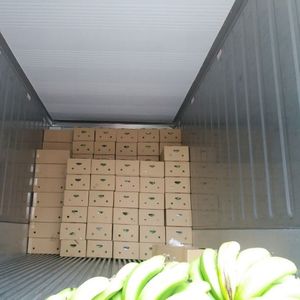 Plátanos Cavendish Ecológicos de Alta Calidad, Fruta Fresca Verde y Amarilla Lista para Comer - Product Image 6