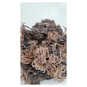 สาหร่ายทะเลเวียดนามออร์แกนิกแบบดิบ (Cottonii Sea Moss) สำหรับการผลิตอาหารและการส่งออกจำนวนมาก - Product Image 4