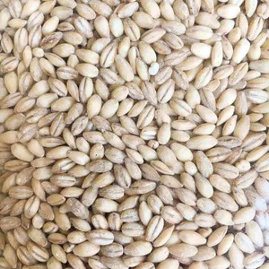 Grano de Cebada Integral Natural Preparado con Limpieza Avanzada para Exportación a Granel y Empaquetado para Importadores Mayoristas de Cereales - Product Image 4