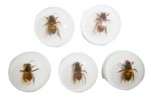 Cabujón de Plástico con Espécimen Real de Abeja, Redondo, 25x25 mm, Base Plana Blanca, para Manualidades y Joyería - Product Image 6