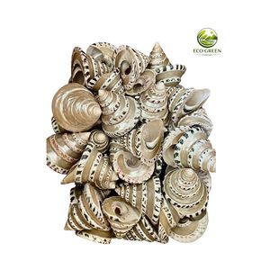 Natural White Spiny Shell DIY Modern Rustic Eco-Friendly Raw Home Decor Craft - Product Image 1