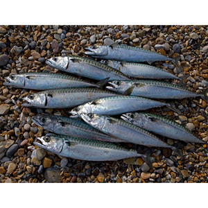 Atún Congelado Fresco y Pescado Seco del Reino Unido, Atún Congelado - Comprar Pescado Atún - Product Image 5