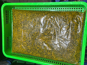 Vietnam IQF Passion Fruit <b>Pulp</b> Superior Grade Frozen Fruit with Natural Taste Hygienic Processing and Attractive Factory Prices - Product Image 6