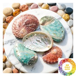 Coquilles d'ormeaux entières pour projets d'artisanat, mosaïques, formes découpées sur mesure et produits décoratifs - Product Image 1