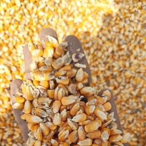 Maíz Forrajero al por Mayor de la Mejor Calidad, Grado Premium para Alimentación Animal, Suministro a Granel, Listo para Exportación - Product Image 4