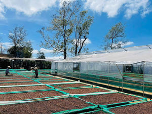 HANCOFFEE PREMIUM Mezcla de 60% Arábica + 40% Robusta en Grano Tostado - Sabor Agradable - Bolsa Personalizable - Muestra Gratis - Product Image 4