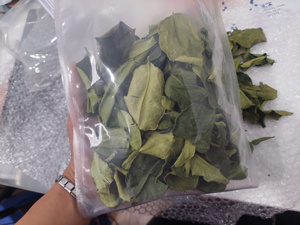 Hojas de Limón Kaffir Frescas Premium 100% Naturales, Grado Alimenticio, Venta al por Mayor, OEM, Marca Privada, Proveedor de Vietnam, 12 Meses de Vida Útil - Product Image 4