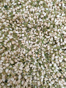 Thé de jasmin parfumé du Vietnam, bourgeons entiers, fleurs séchées pour infusion, bourgeons de fleurs séchées en vrac - Product Image 4