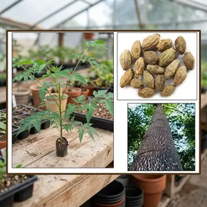 Graines de Neem de Malabar (Melia Dubia) à croissance rapide, traitées par RK Seeds, à usage polyvalent pour la fabrication de contreplaqué et de bois d'œuvre en Inde - Product Image 4