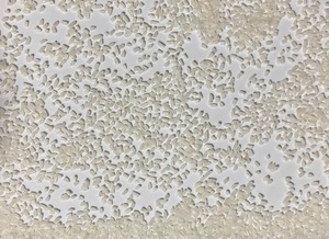 Riz Jasmin Parfumé 100% Brisé du Vietnam, Vente en Gros, Exportation, Fournisseur OEM, Sacs PAPE BOPP PP de 5kg, 15kg, 25kg, 50kg - ANNA DO VILACONIC - Product Image 2