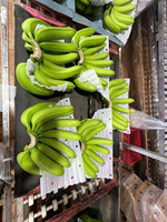 Plátanos Cavendish Verdes Frescos, Racimo Entero, Calidad Premium, 13 kg, Fruta Tropical para Venta al por Menor y Servicios de Alimentación