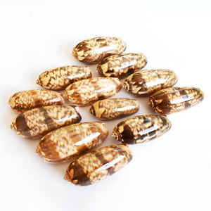 Fournisseur direct de décorations de fête tropicales en coquillages de mer premium du Vietnam, prix direct, coquillages bruts. - Product Image 3