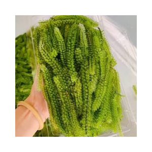 Caviar vert d'umibudo (raisin de mer) naturel en vrac, exportation en gros du Vietnam - Product Image 1