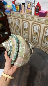 Coquille de mer polie naturelle et écologique avec bord bleu en provenance du Vietnam pour la décoration intérieure et les pratiques de Feng Shui - Product Image 3