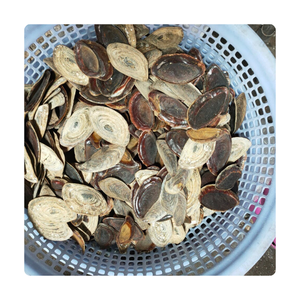 Más Vendido: Operculum de Murex Sostenible, Venta al por Mayor a Granel, Material para Incienso y Extracto de Fragancia, Graduation Blue Lotus Farm - Product Image 1