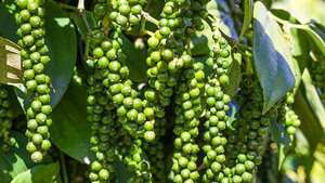 Pimienta Negra Vietnamita Granulada de Primera Calidad, 550GL, Pimienta Triturada para Sazonar Carne de Res - Product Image 3