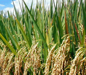 Arroz Blanco 5% Partido, Producto Vietnamita de Alta Calidad Directo de Fábrica, Riz OEM 5kg 10kg 25kg 50kg Melina - Product Image 6