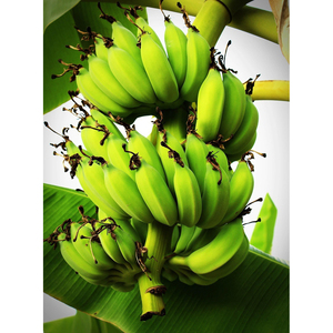 Bananes Cavendish vertes fraîches, produits bruts de première qualité pour la cuisine, le traitement et l'industrie agroalimentaire - Product Image 2