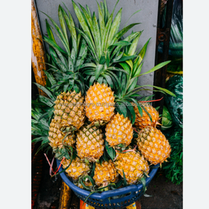 สับปะรดพรีเมียมสดใหม่ คุณภาพส่งออก ผลไม้เขตร้อนหวานฉ่ำ สดจากฟาร์ม ขายส่งจำนวนมาก จากบังกลาเทศ ซิกซ์ ซีซั่น อะโกร - Product Image 3