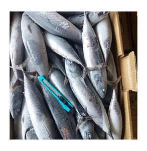 Thon de skipjack congelé de haute qualité en gros, processus BQF, emballage sous vide, qualité supérieure, en vente - Product Image 3