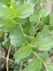 คอลเลคชั่นใหม่ สมุนไพรอินเดียแท้ 100% ผงใบซิดร์ (ซิซิฟัส) แห้งธรรมชาติ สำหรับใช้เพื่อสุขภาพ 25 กก. ราคาประหยัด เฮอร์โบจิต - Product Image 4