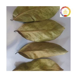 ใบฝรั่งแห้ง |   ใบชาเกรวิโอลาออร์แกนิกธรรมชาติสีเขียว  จำหน่ายส่งจากโรงงานในเวียดนาม - Product Image 3