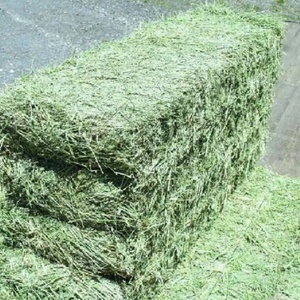 Semillas de Alfalfa de Alta Calidad a Precio de Fábrica Directo para Caballos, Ganado, Cerdos, Peces, Perros, Pollos - Bolsa de 25 kg, Venta al por Mayor, Grado Alimenticio - Product Image 3