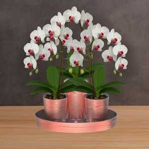 Ensemble de récipients floraux en plastique ABS F108SSM Idéal pour les magasins de vente au détail de Noël et les présentoirs de centres commerciaux - Product Image 1