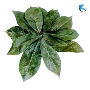Oferta Especial: Hojas de Guanábana Secas 100% Naturales EXPAD, 1 kg, Envasado al Vacío, 24 Meses de Duración, Té, Bebida Herbal, Jardín, Aire Libre - Product Image 2